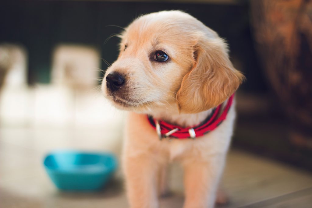 Collier Scalibor pour chien