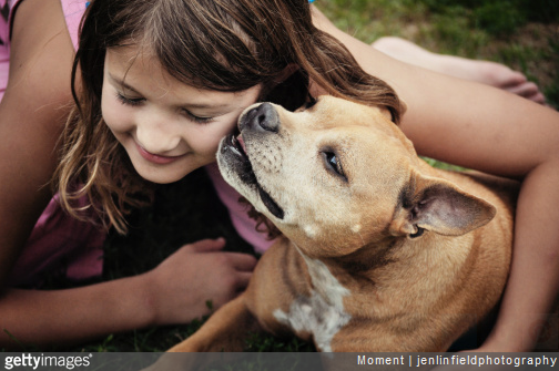 Le Staffordshire bull terrier est un chien très affectueux.