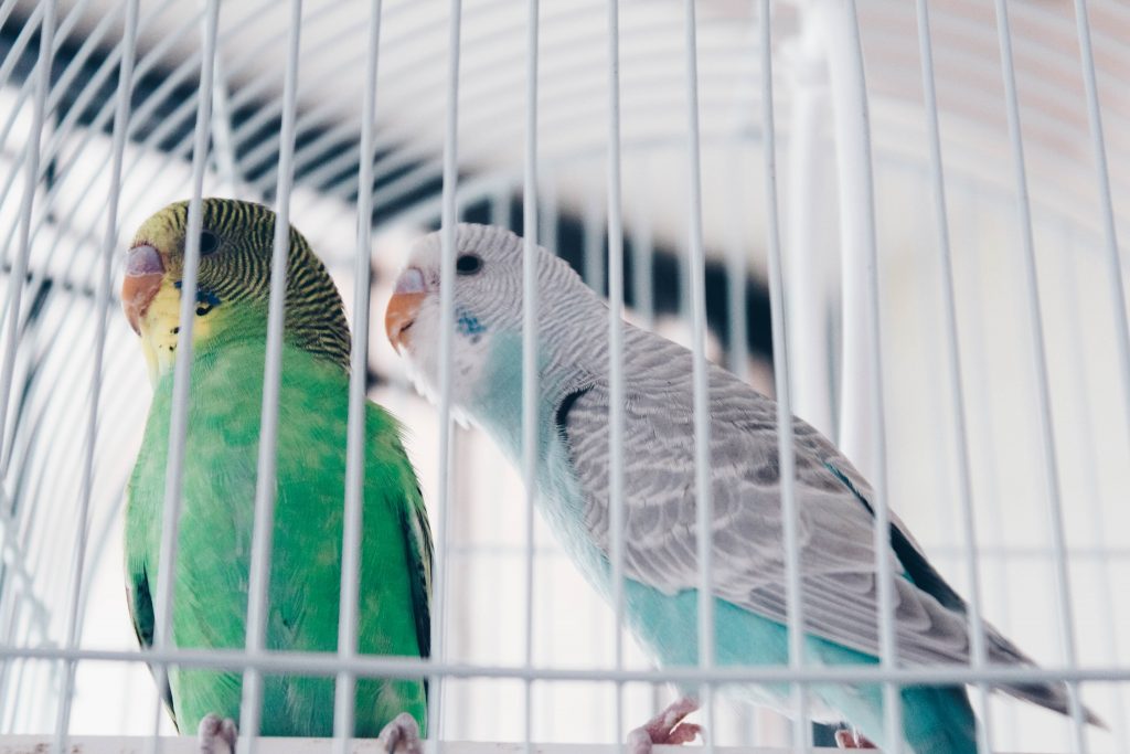 perroquets dans une cage