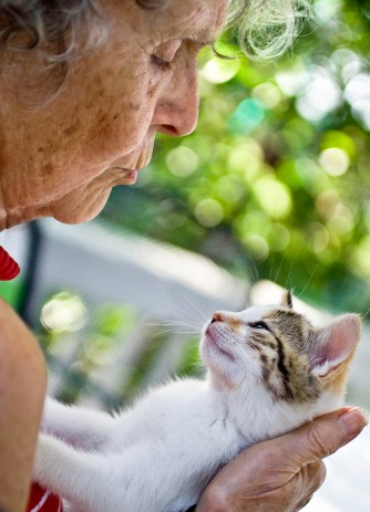 achat-chat-sénior