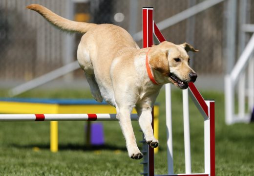 Faire du sport avec son chien