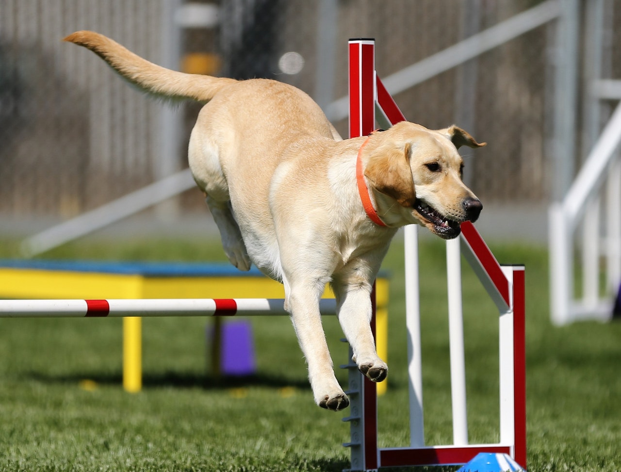 Quel sport faire faire à son chien ?