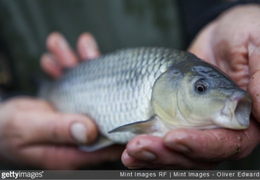 Pêche à la carpe en hiver : possible?