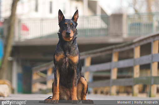 Top 5 des chiens de garde préférés des Français