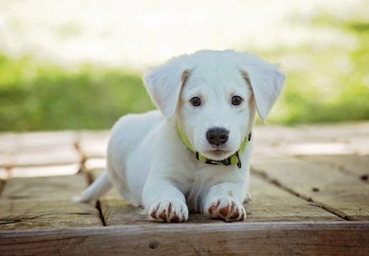 Quel est le chien le plus docile ?