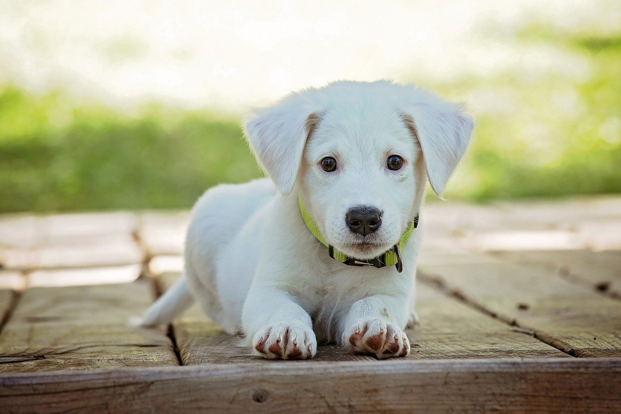 chiot allongé sur une terrasse